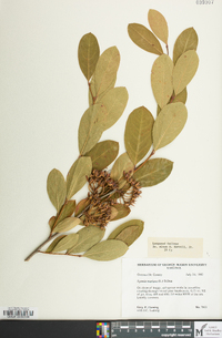 Lyonia mariana image