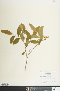 Lyonia mariana image