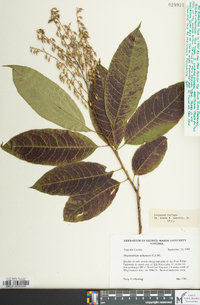 Oxydendrum arboreum image