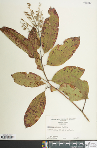 Oxydendrum arboreum image