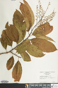 Oxydendrum arboreum image