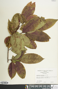 Oxydendrum arboreum image