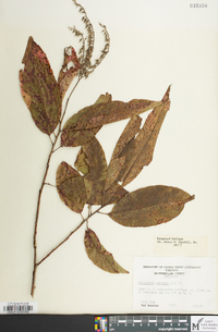 Oxydendrum arboreum image