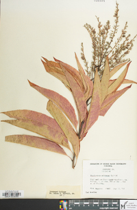 Oxydendrum arboreum image