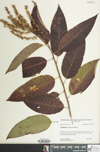 Oxydendrum arboreum image