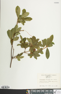 Rhododendron arborescens image