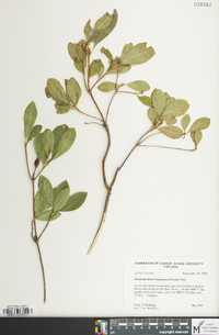 Rhododendron arborescens image