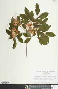 Rhododendron calendulaceum image