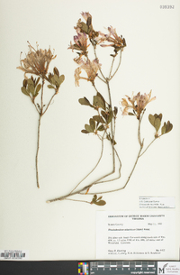 Rhododendron atlanticum image