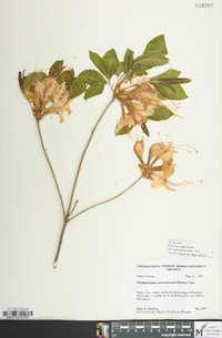 Rhododendron calendulaceum image