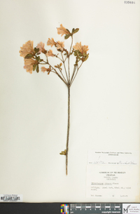 Rhododendron obtusum image