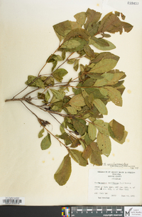 Rhododendron periclymenoides image