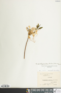 Rhododendron periclymenoides image