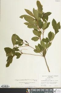 Rhododendron periclymenoides image