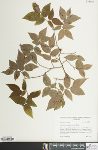 Vaccinium erythrocarpum image