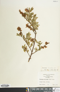 Vaccinium fuscatum image