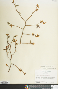 Vaccinium fuscatum image