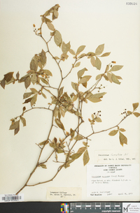 Vaccinium fuscatum image