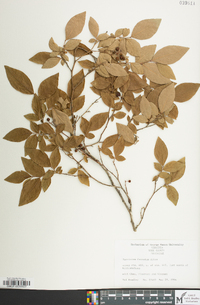 Vaccinium fuscatum image