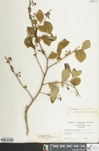 Vaccinium fuscatum image