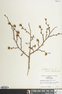 Vaccinium fuscatum image