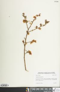 Vaccinium fuscatum image