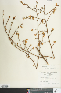 Vaccinium fuscatum image