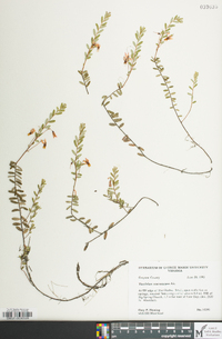 Vaccinium macrocarpon image