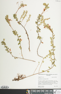 Vaccinium macrocarpon image