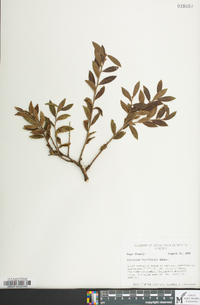 Vaccinium myrtilloides image