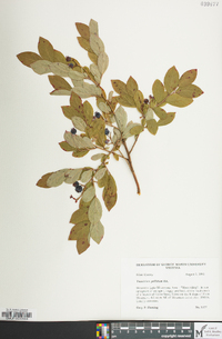 Vaccinium constablaei image