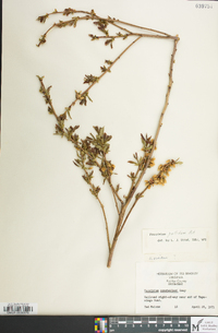 Vaccinium fuscatum image