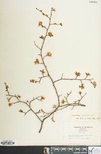 Vaccinium fuscatum image