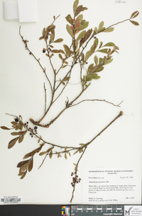 Vaccinium tenellum image