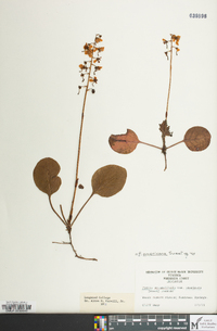 Pyrola americana image