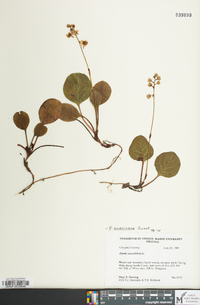 Pyrola americana image