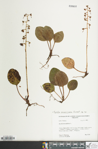 Pyrola americana image