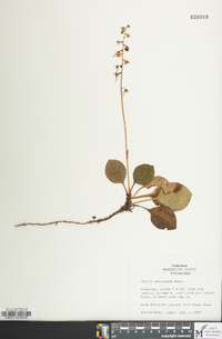 Pyrola americana image