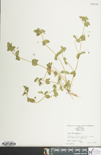 Lysimachia arvensis image