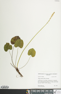 Galax urceolata image