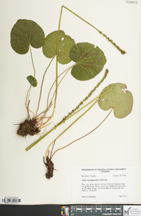 Galax urceolata image