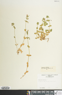 Lysimachia arvensis image