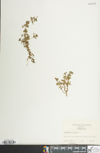 Lysimachia arvensis image