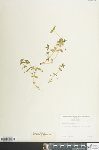 Lysimachia arvensis image