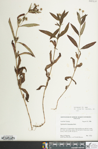 Lysimachia lanceolata image