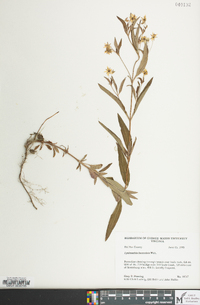 Lysimachia lanceolata image