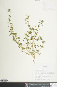 Lysimachia arvensis image