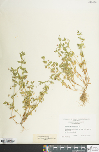 Lysimachia arvensis image