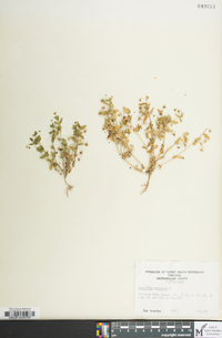 Lysimachia arvensis image