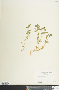 Lysimachia arvensis image